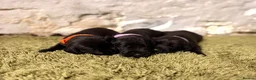 Great Danoodle dogs for sale: Extremely rare greatdoodles ready now  - Advert 22