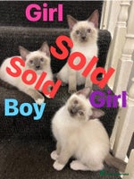 Ragdoll cats Adorable kittens Ragdoll for sale - Advert 3