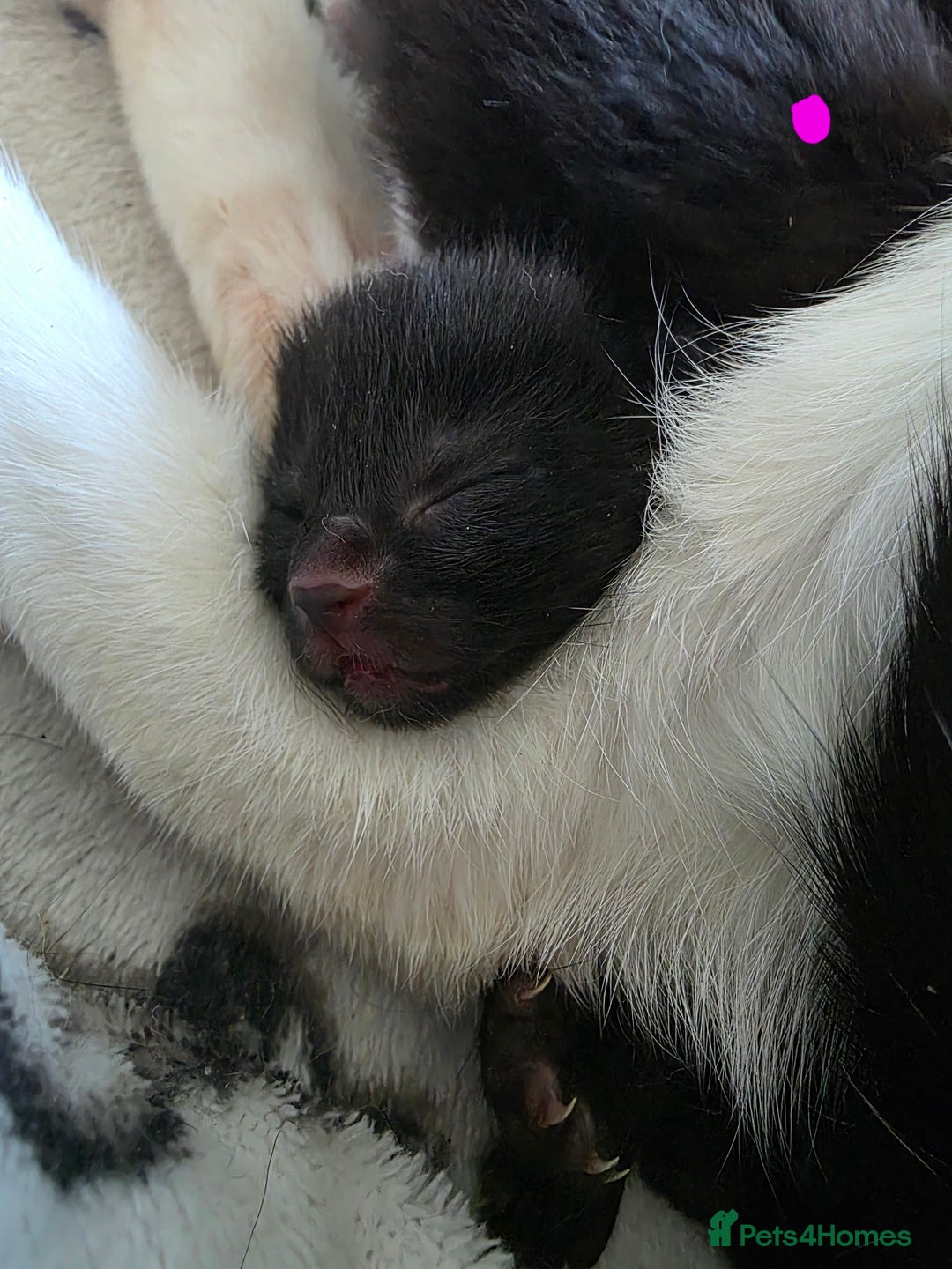 Mixed Breed cats for sale: 2 lovely black kittens  - Image 3