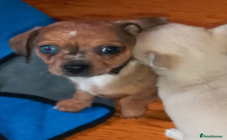 Miniature Dachshund dogs - Advert 1