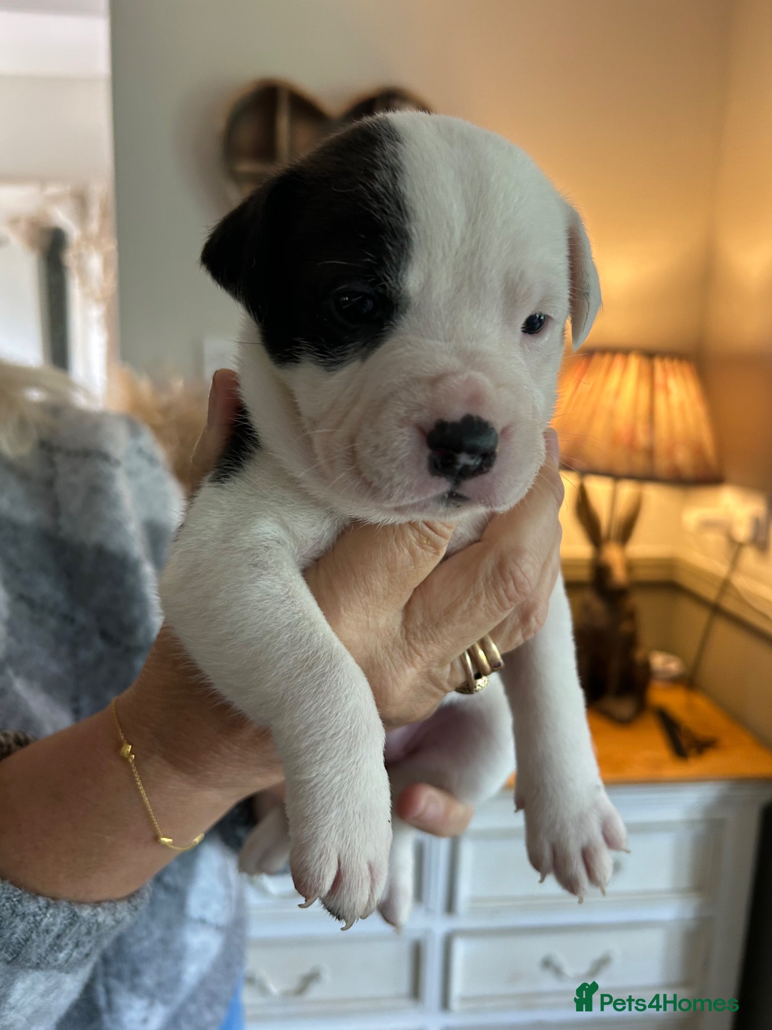 Mixed Breed dogs for sale: Last two puppies  remaining  - Advert 11