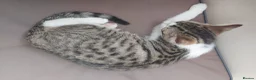 Mixed Breed cats for sale: Looking for a Home – Free to the Right Family  - Advert 6