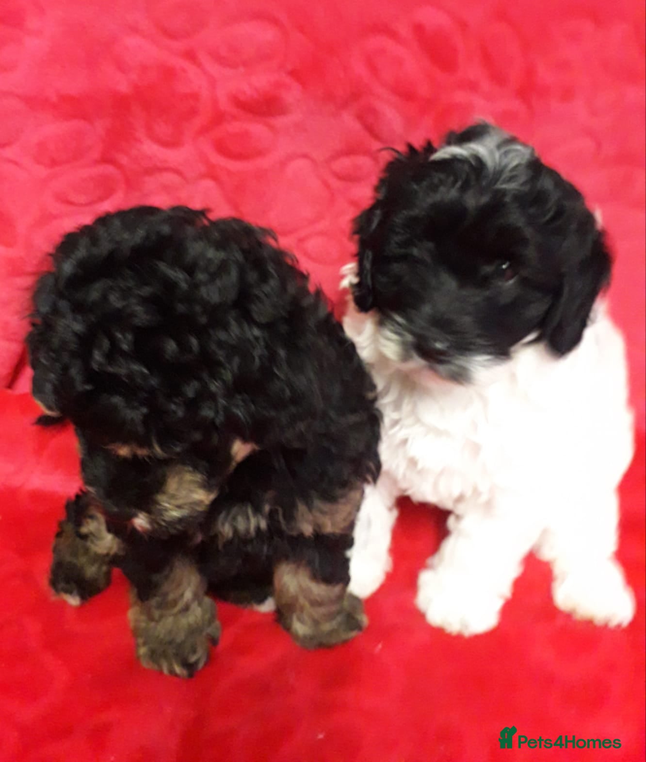Cockapoo dogs Two Cockapoo Puppies Ready For New Homes NowNow - Advert 2