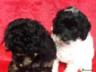 Cockapoo dogs Two Cockapoo Puppies Ready For New Homes NowNow - Advert 2