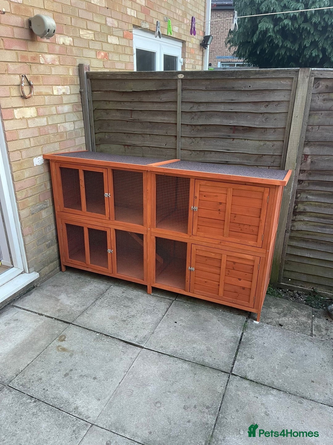 English rabbits for sale: Bunnies with full set up - Image 7