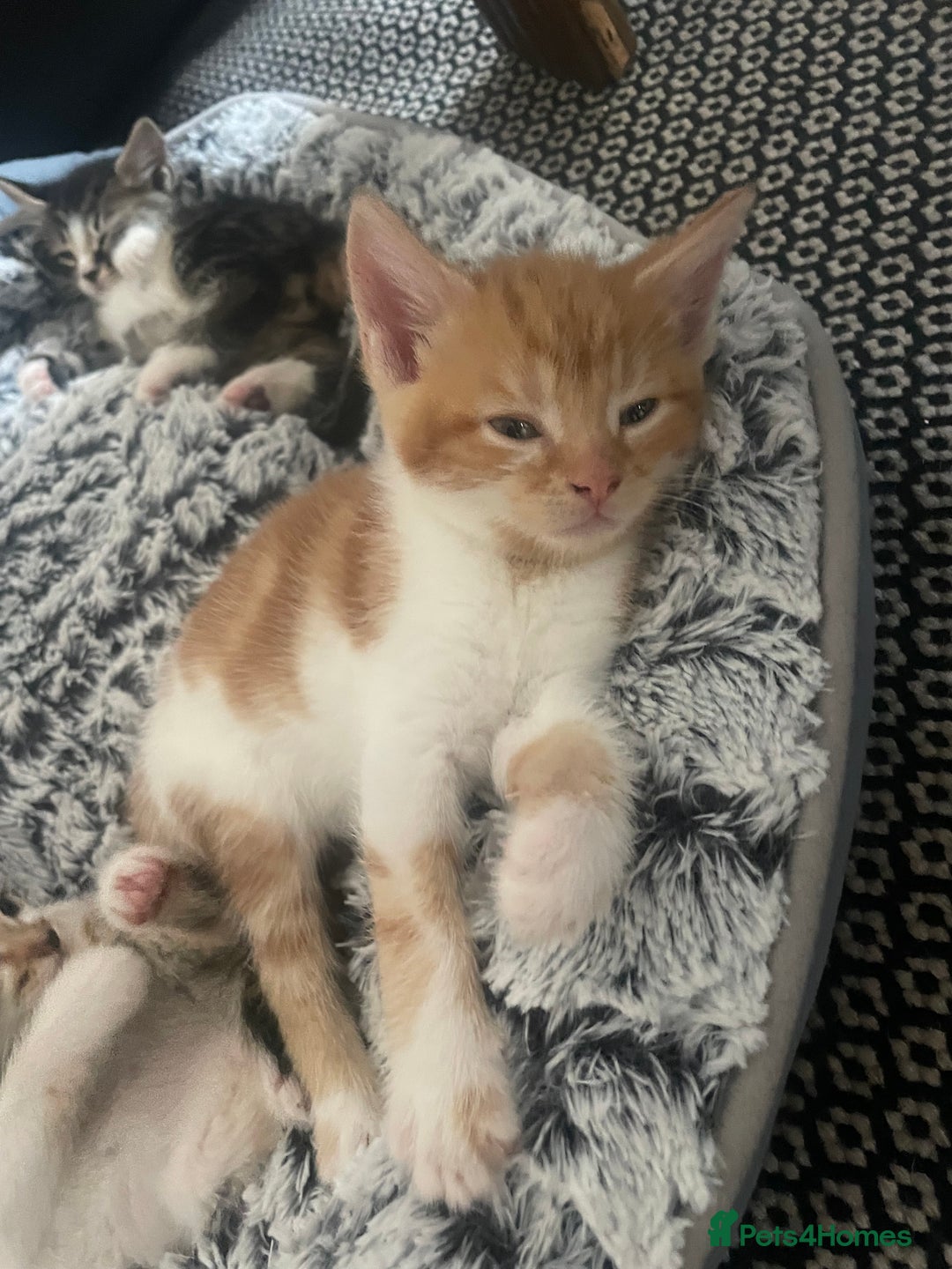 Mixed Breed cats for sale: 6 kittens for sale  - Image 30