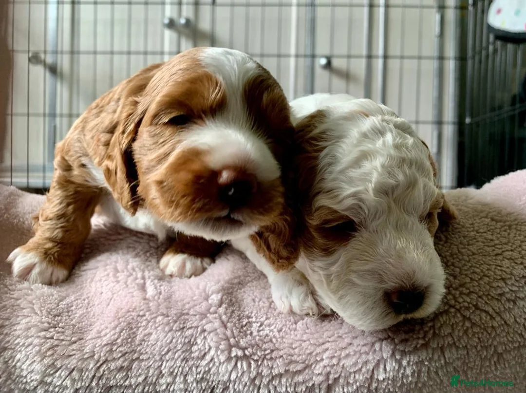 Cockapoo dogs for stud: Proven Red & white F1 cockapoo stud dog. in Barnsley - Advert 11