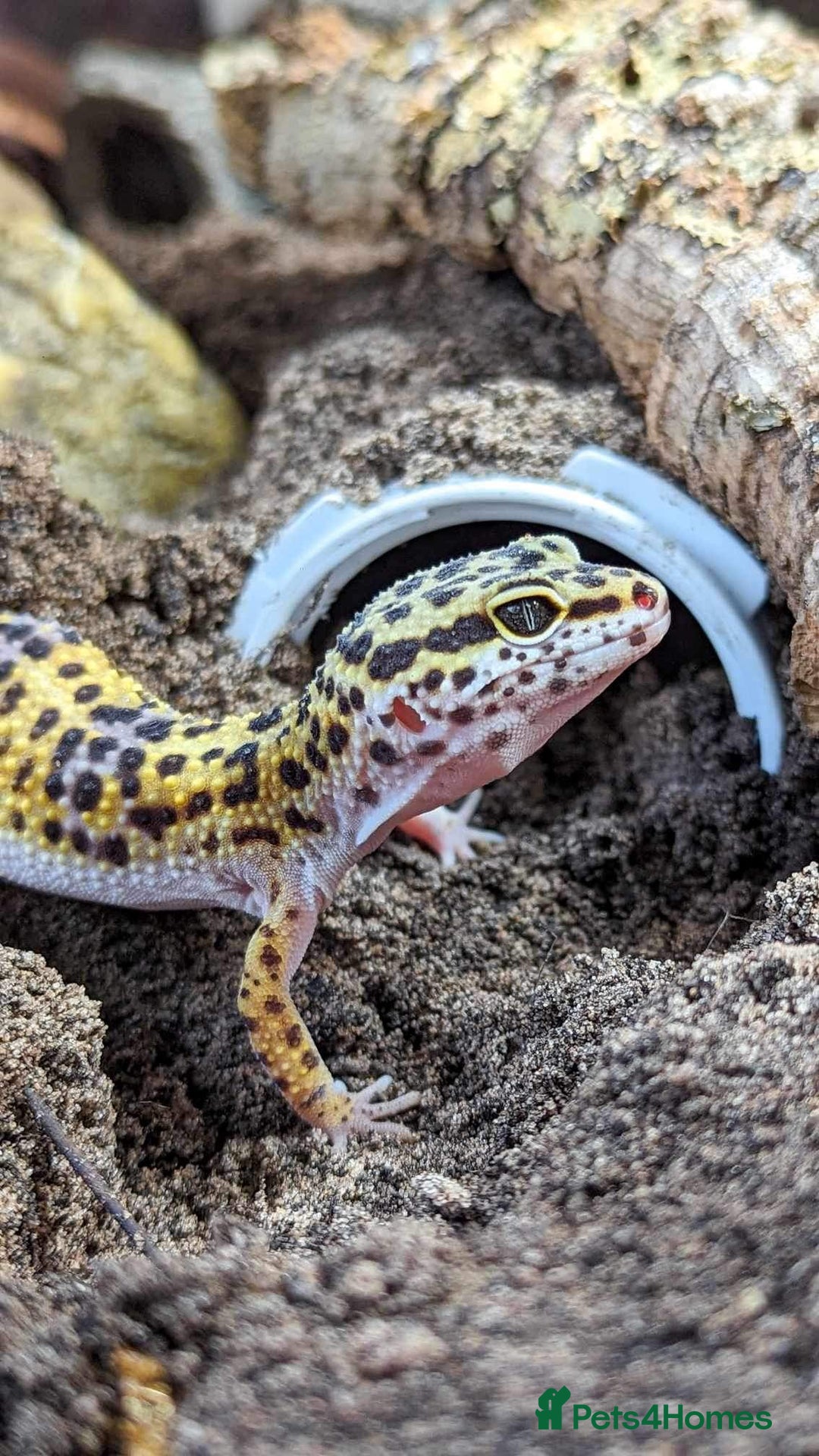 Leopard Gecko reptiles for sale: Leopard gecko and custom viv - Image 6