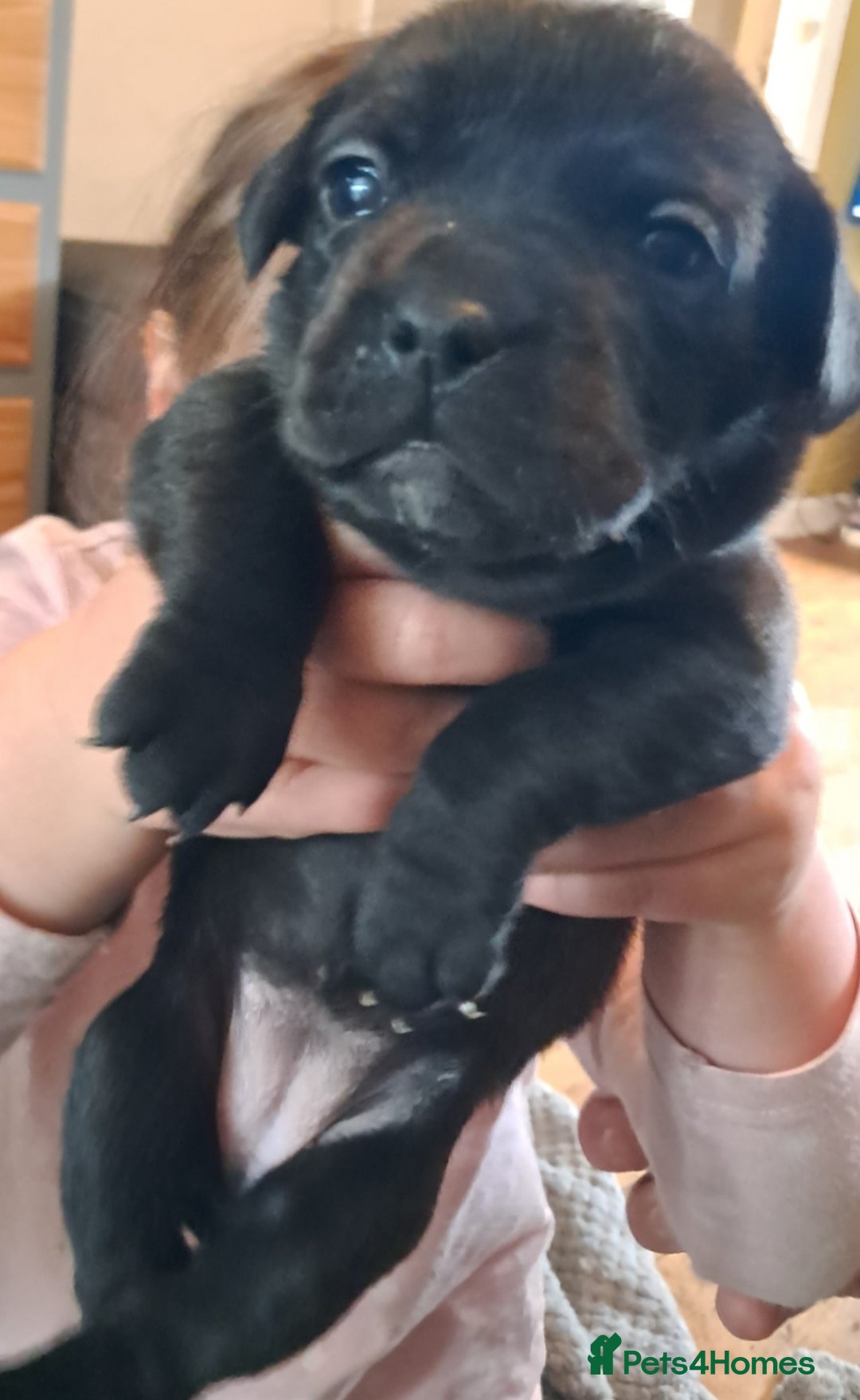 Mixed Breed dogs for sale: Frenchbulldog cross puppies  - Image 5