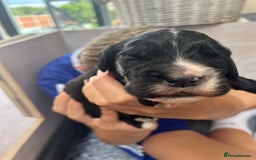 Cocker Spaniel dogs for sale: Beautiful Working Cocker Spaniel Puppies for Sale - Image 21