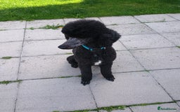 Standard Poodle dogs for stud: Standard poodle - Image 5