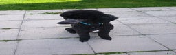 Standard Poodle dogs for stud: Standard poodle - Advert 5