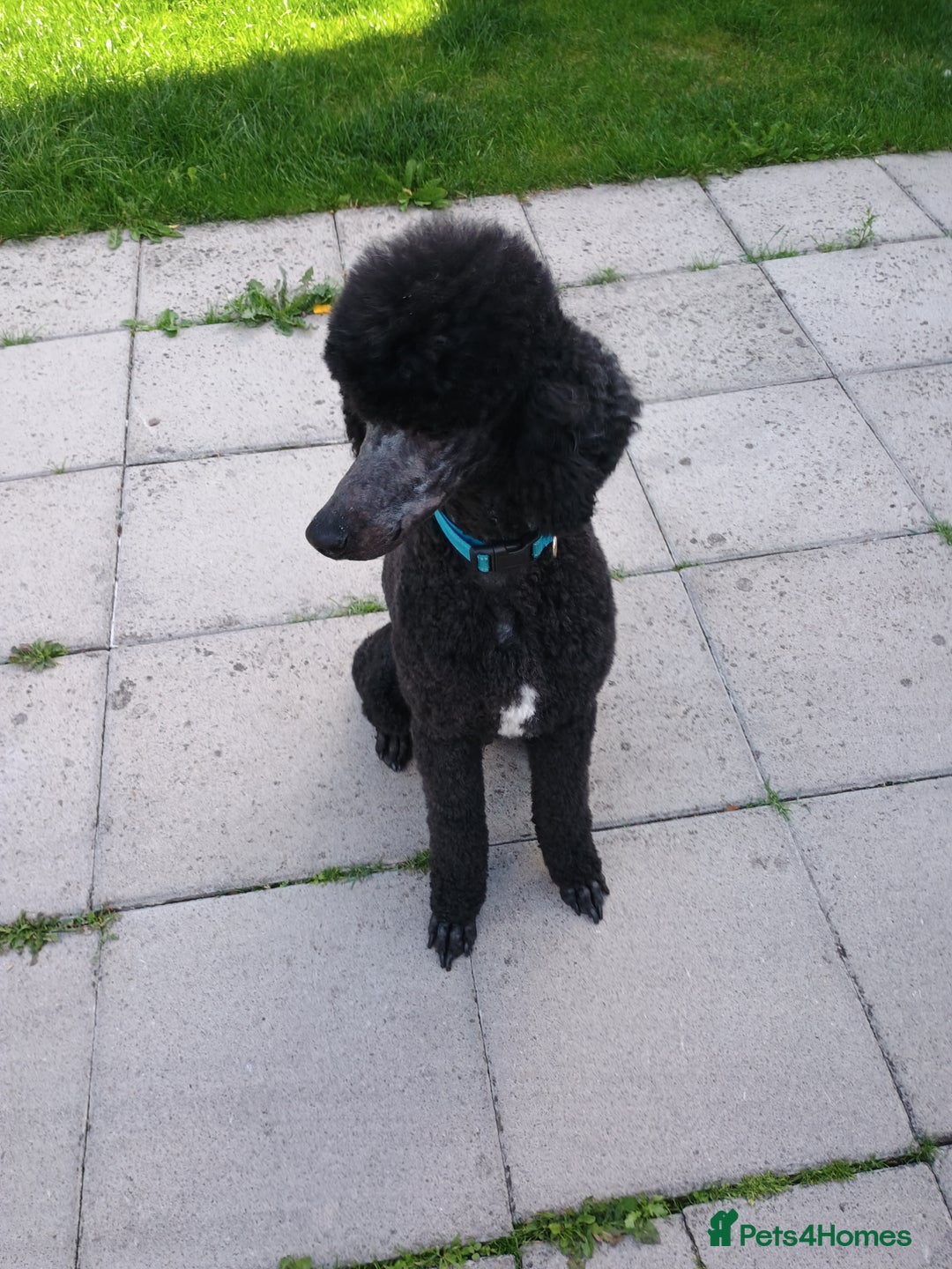 Standard Poodle dogs for stud: Standard poodle - Image 5