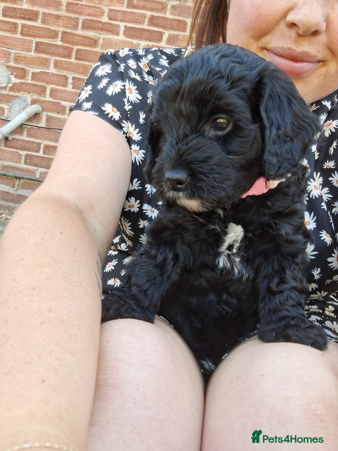 Cockapoo dogs for sale:  1 female black and white FB1 cockerpoo puppies  - Image 1
