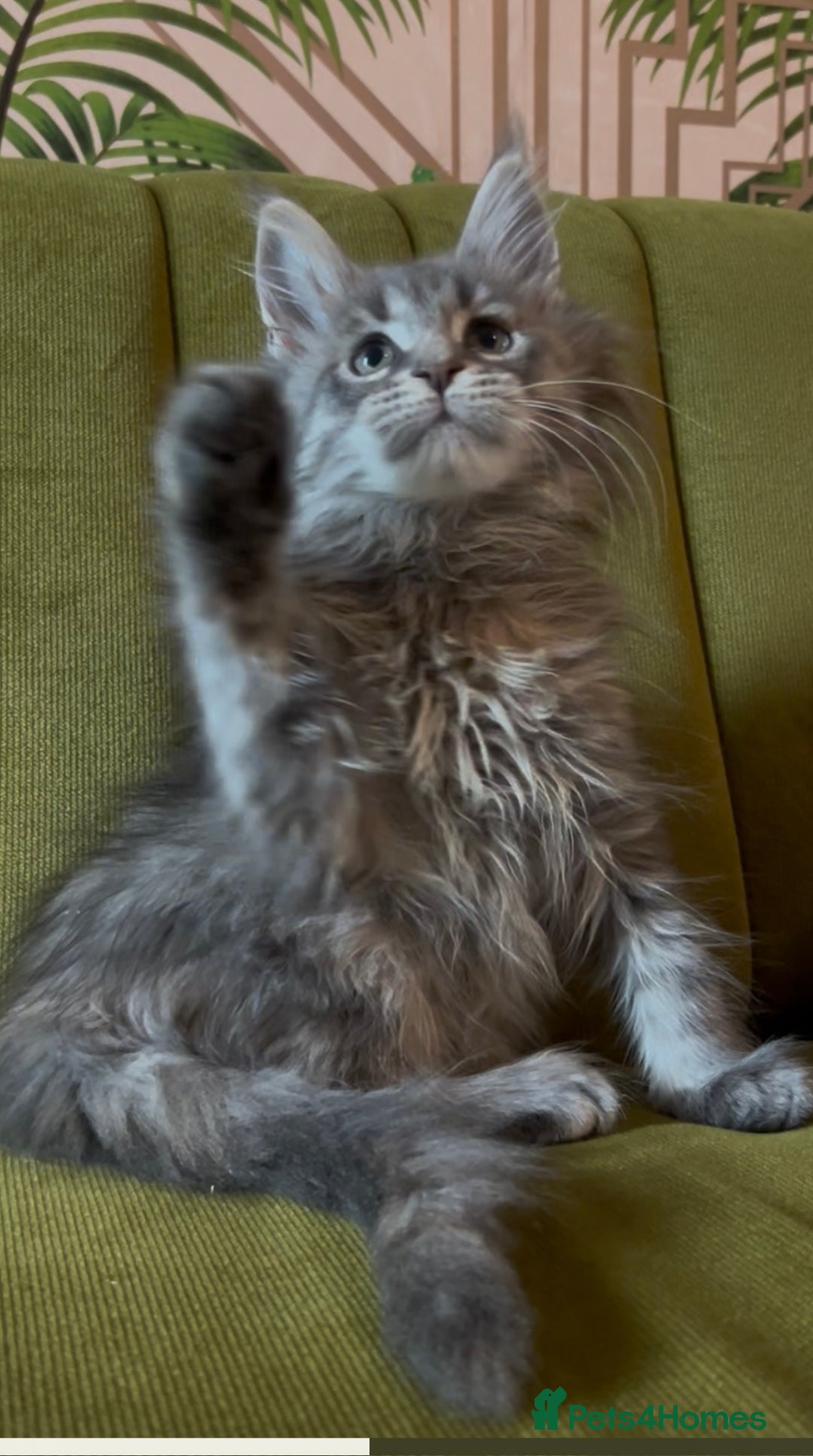 Maine Coon cats for sale: Maine Coon girls READY NOW Russian sired  - Image 7