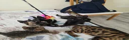 Bengal cats for sale: Stunning Bengal Cross Kittens - Advert 7