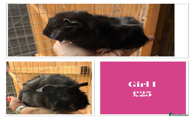 Guinea Pig rodents - Advert 1