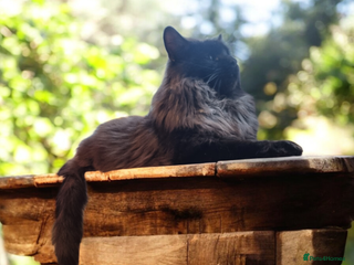 Maine Coon cats 4 adorable 😍 Mainecoon girls - Advert 9