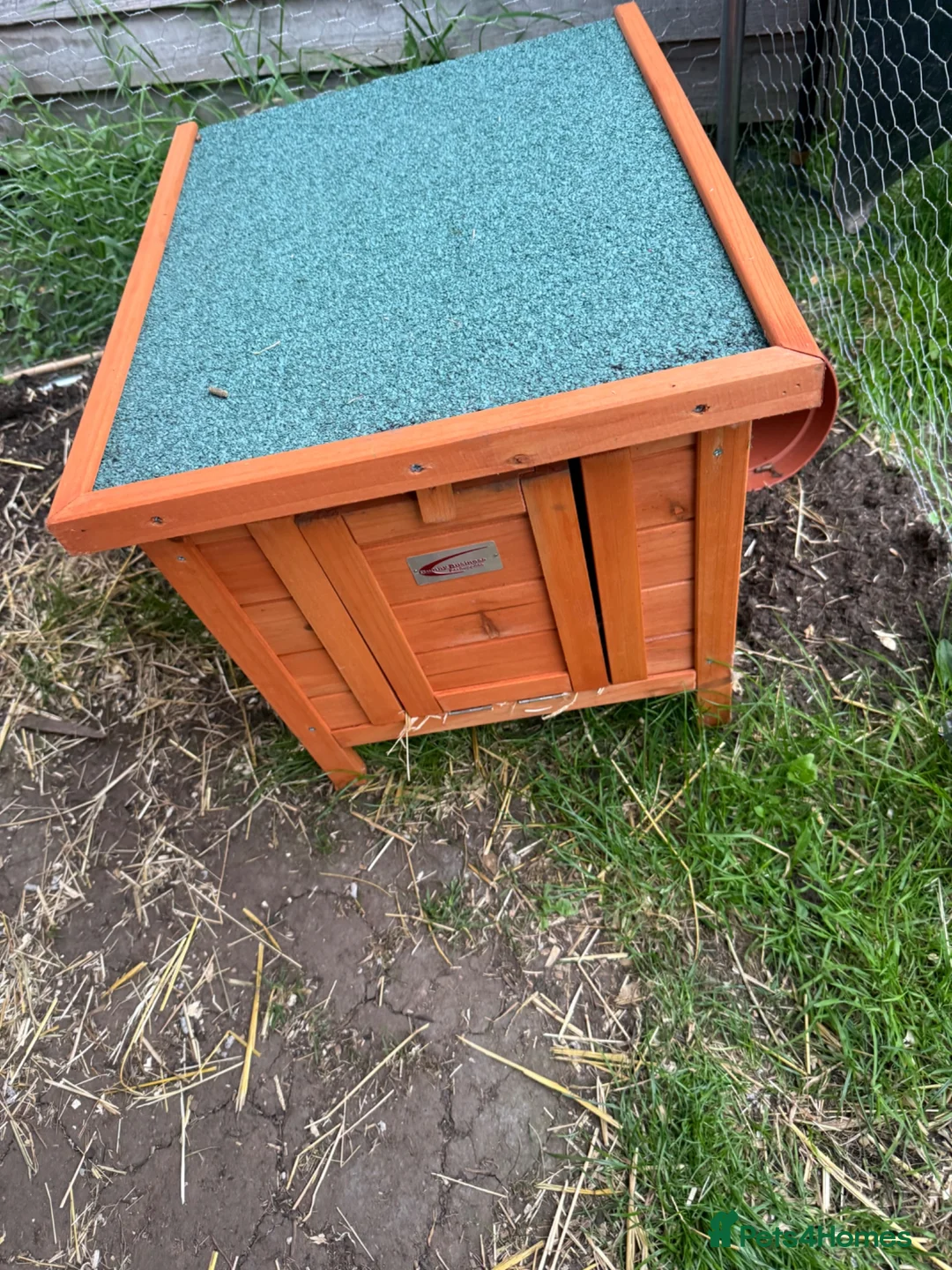 Mini Lion Lop rabbits for sale: Two female mini lop rabbits  - Advert 13
