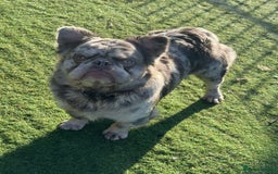 French Bulldog dogs for sale: Fabulous male fluffy frenchie 1.5 years old - Image 3