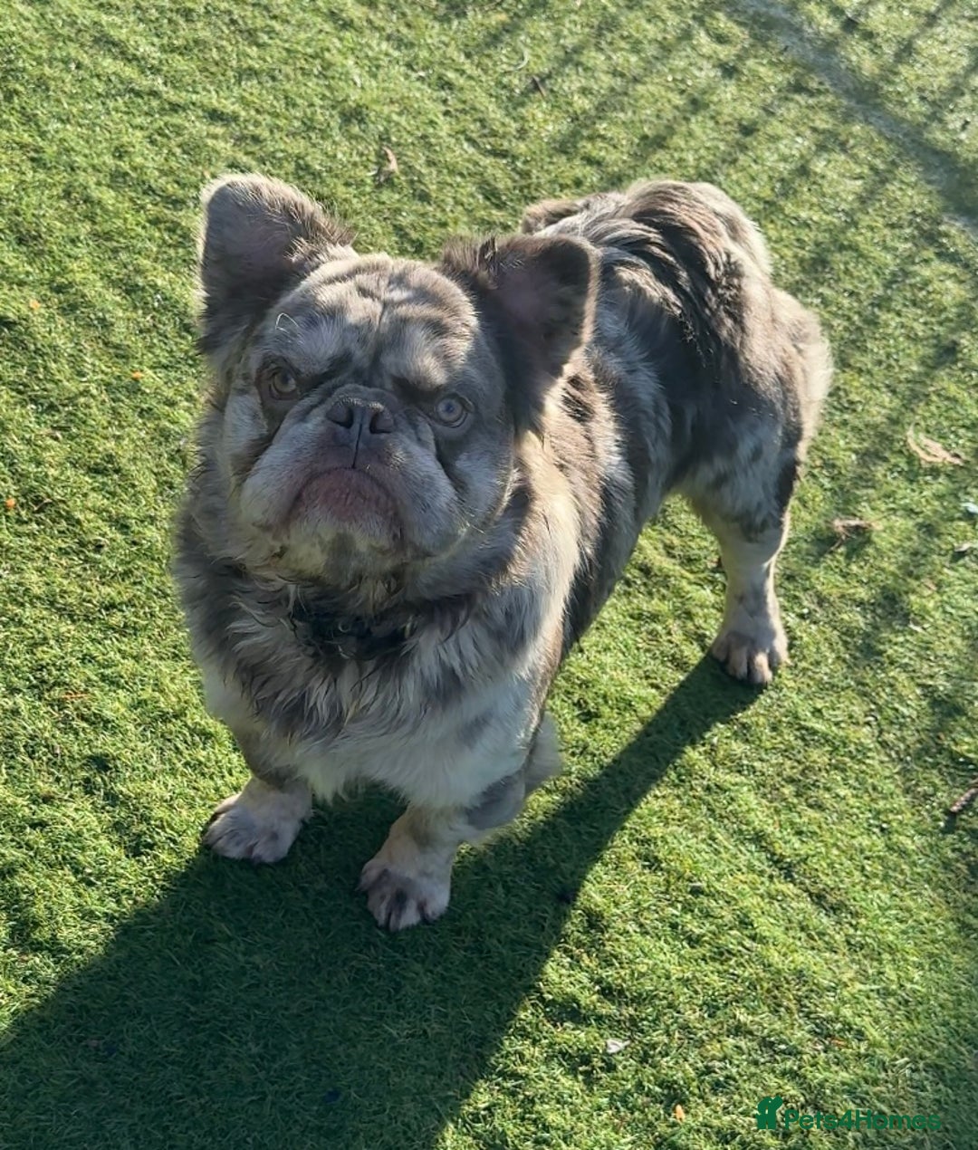 French Bulldog dogs for sale: Fabulous male fluffy frenchie 1.5 years old - Image 3