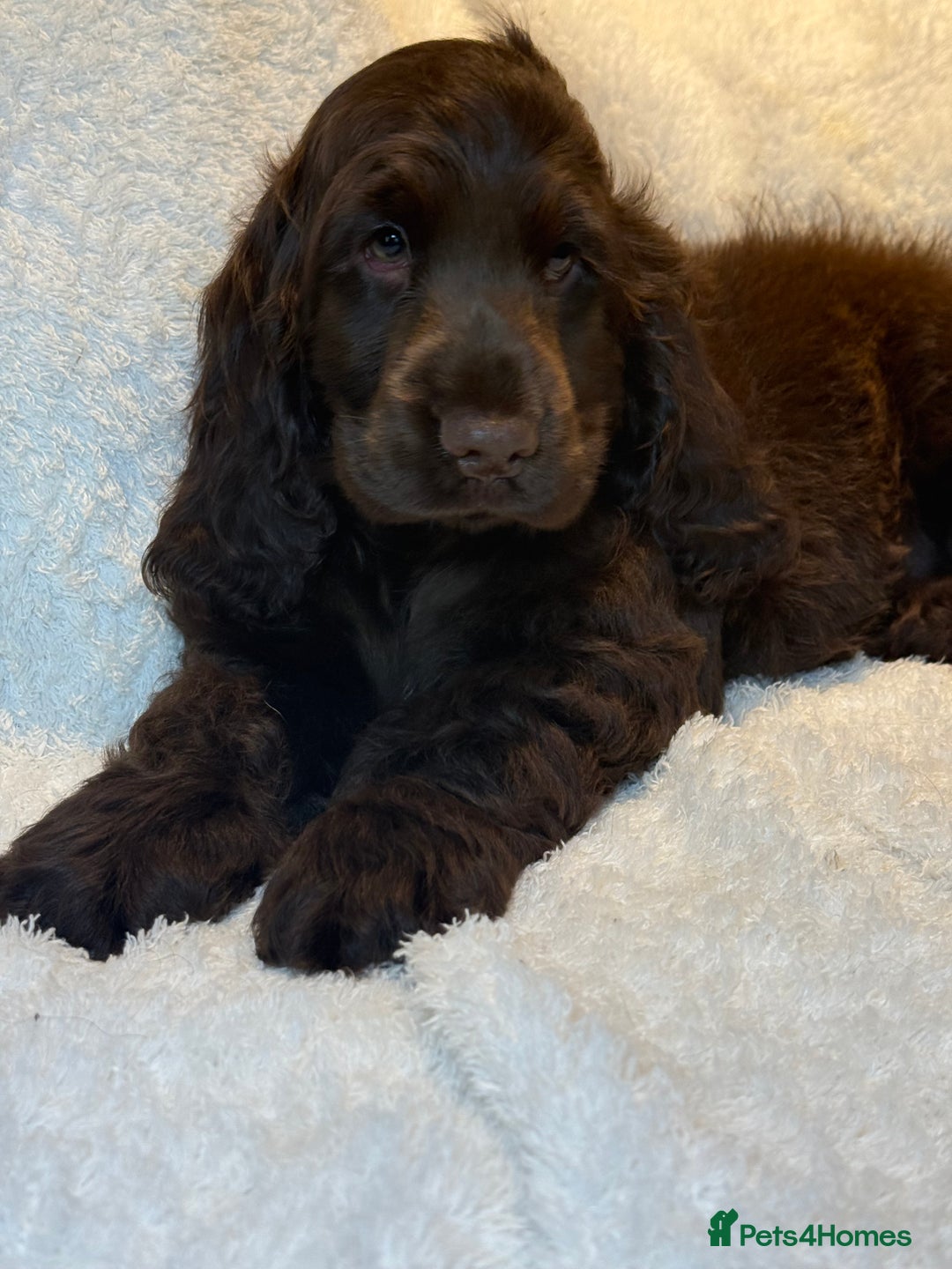 Cocker Spaniel dogs for sale: KC Show Cocker Spaniel boy fully vaccinated  - Image 9