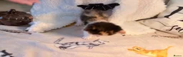 Mixed Breed cats for sale: 8 beautiful ragdoll/persian/domestic babies  - Advert 29