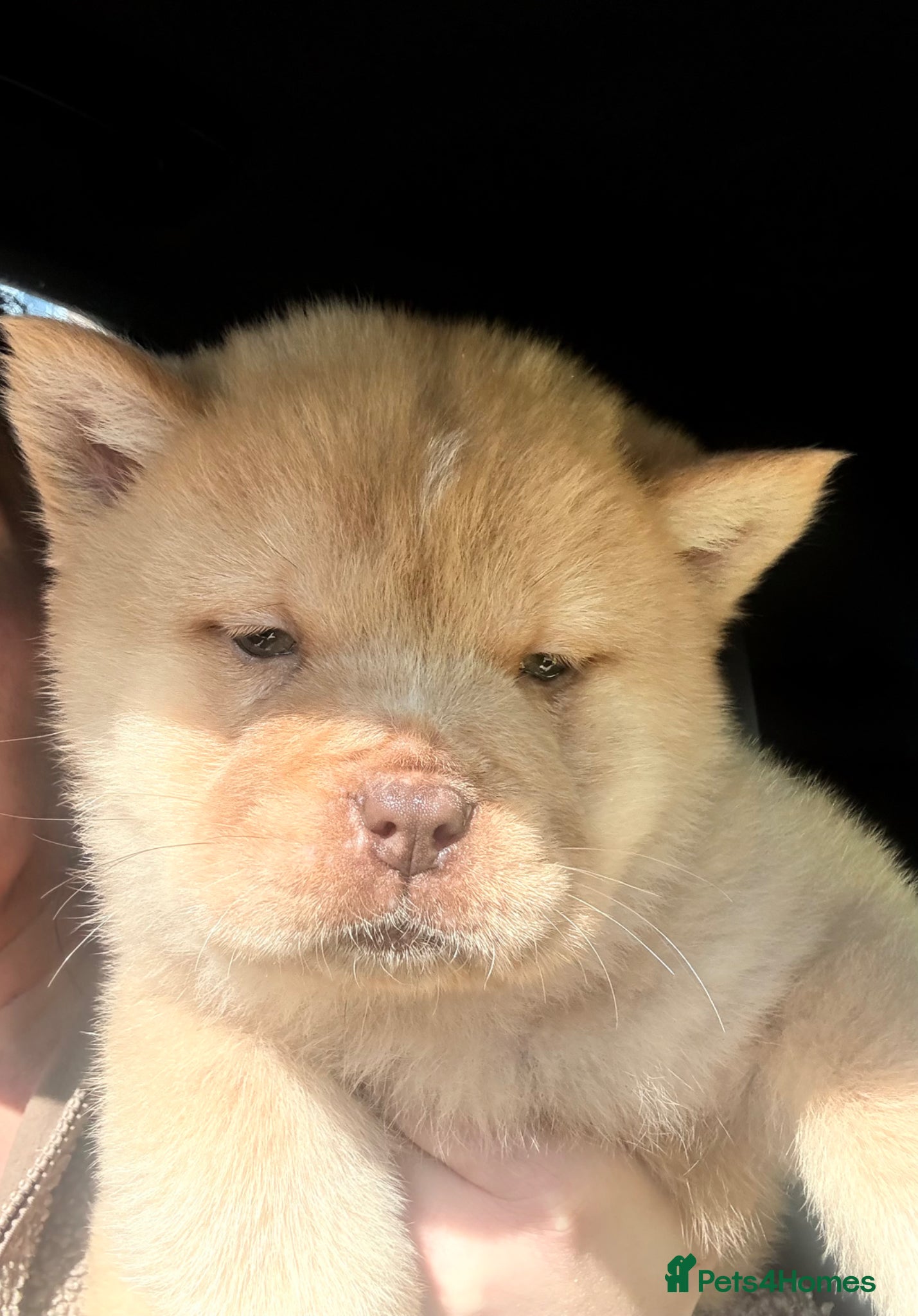 Chow Chow dogs Chow chow puppy’s  - Advert 5