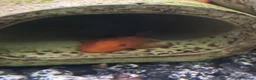 Plecos fish for sale: Super red bristlenose plecos  in Morden - Advert 4
