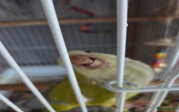 Parakeets birds for sale: Opaline Quaker parrot - Image 5