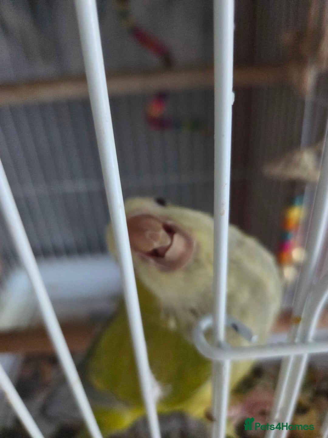 Parakeets birds for sale: Opaline Quaker parrot - Image 5