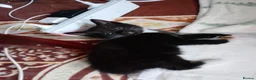 Mixed Breed cats for sale: Kittens - Advert 10