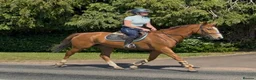 English Thoroughbred horses for sale: Beautiful Maisie - Looking for a best friend  - Advert 11