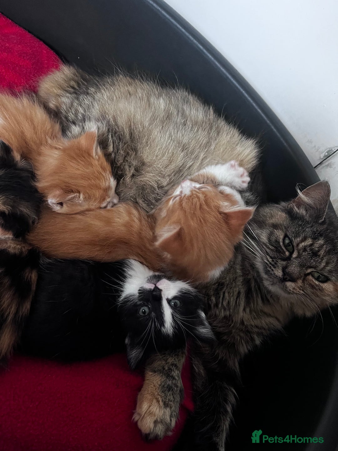 Mixed Breed cats for sale: Beautiful Fluffy Kittens - Advert 10