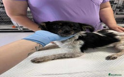 Mixed Breed dogs for adoption: Teddy is looking for a home! - Image 1