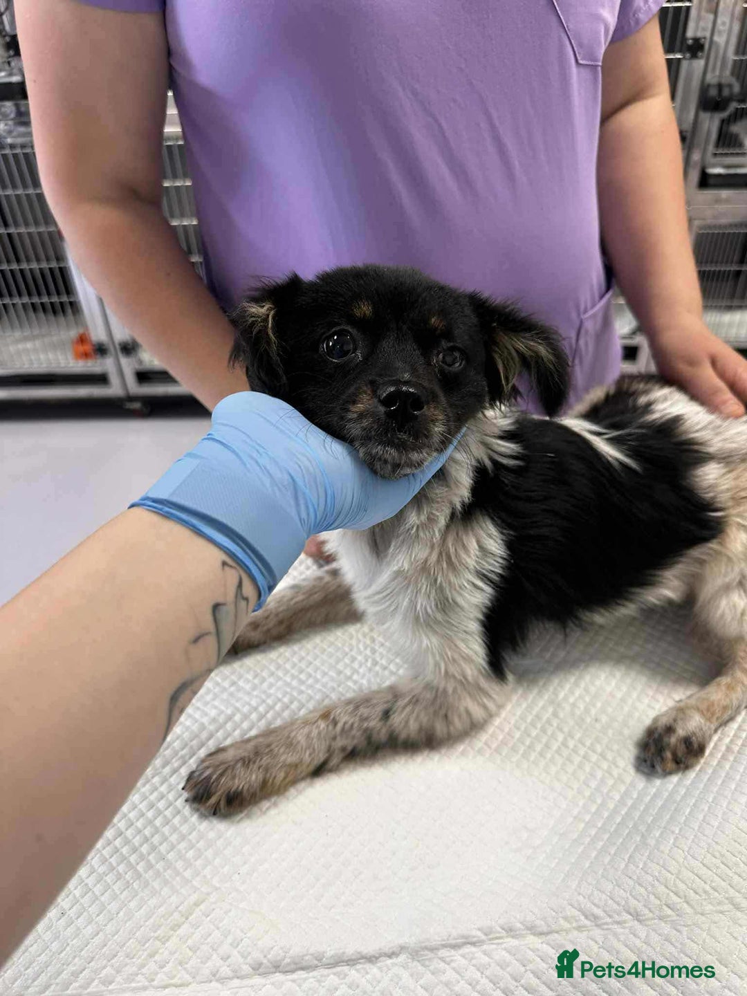 Mixed Breed dogs for adoption: Teddy is looking for a home! - Image 1