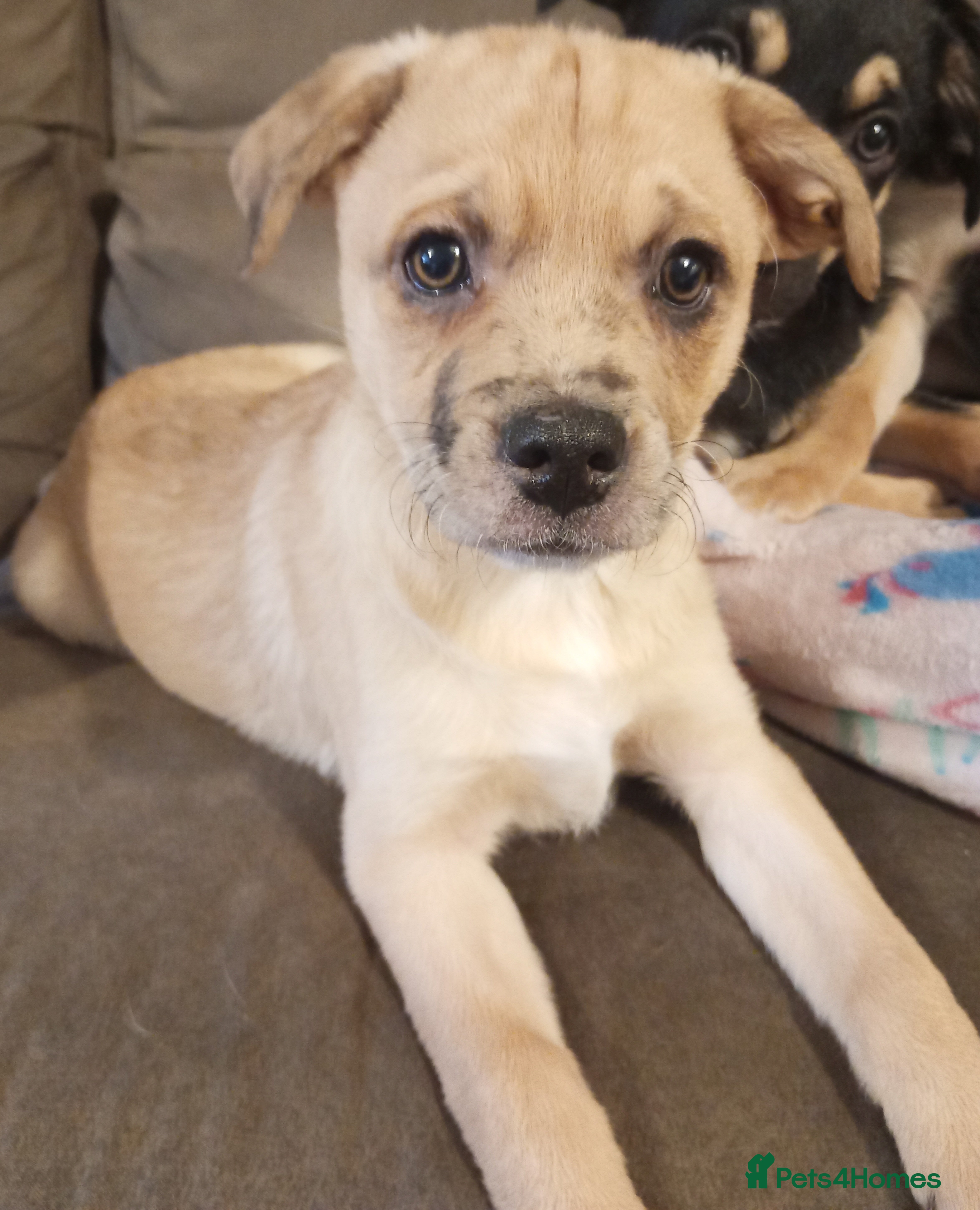 Mixed Breed dogs Pug X Collie pups (Pugollies) 3 Boys 1 Girl - Advert 8