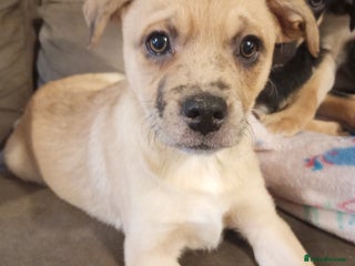 Mixed Breed dogs Pug X Collie pups (Pugollies) 3 Boys 1 Girl - Advert 6