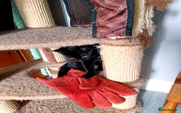 Mixed Breed cats for adoption: BEANS - Image 3