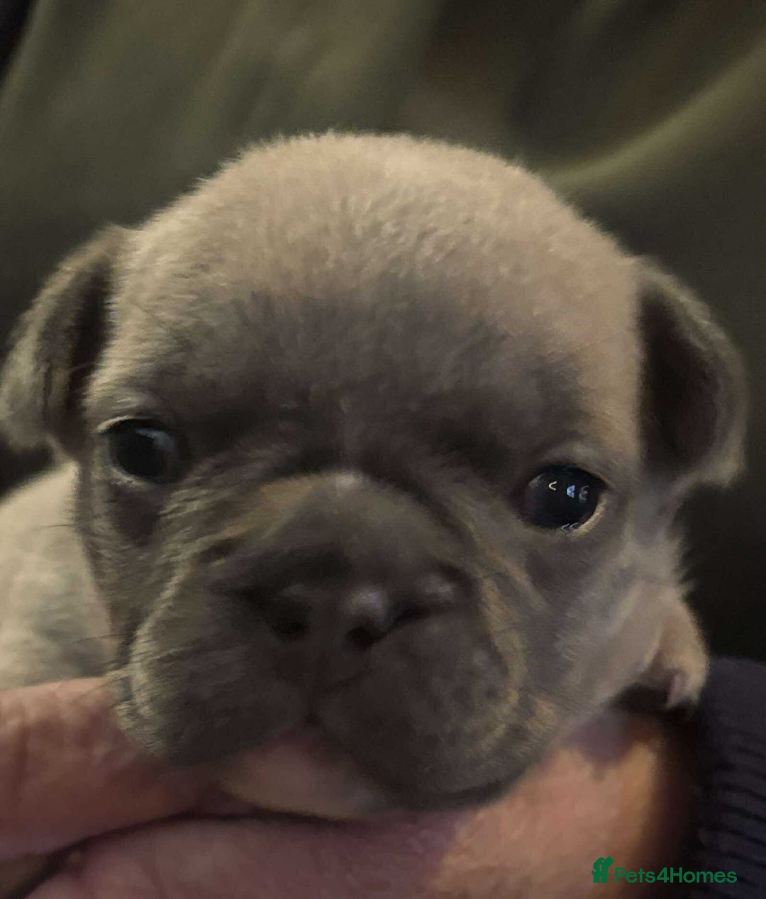 French Bulldog dogs for sale: Kc registered french bulldog puppies - Image 29