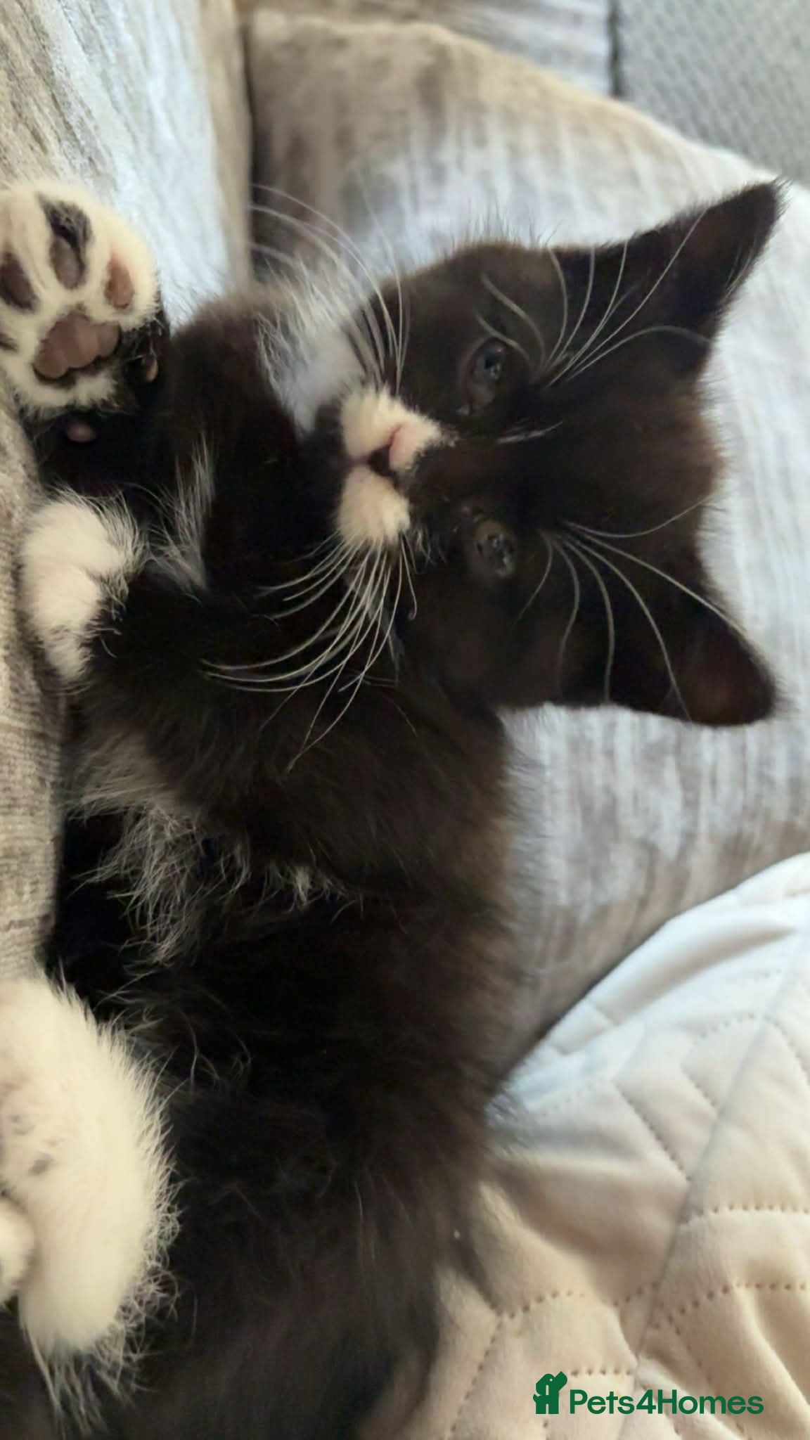 Persian cats 2x PersianX kittens ready now  - Advert 1