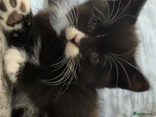 Persian cats 2x PersianX kittens ready now - Advert 4