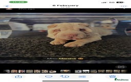 Shar Pei dogs for sale: Shar Pei looking for new home - Image 1