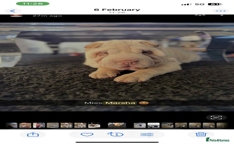 Shar Pei dogs - Advert 3