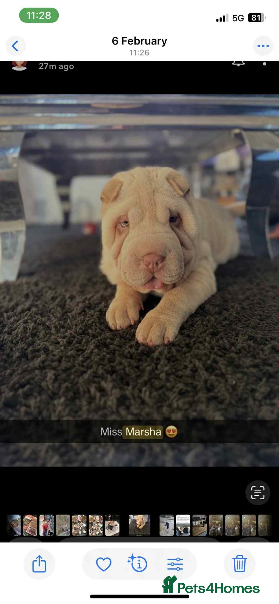 Shar Pei dogs for sale: Shar Pei looking for new home - Image 1
