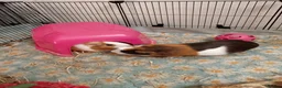 Guinea Pig rodents for sale: Guinea pigs and cage - Advert 4
