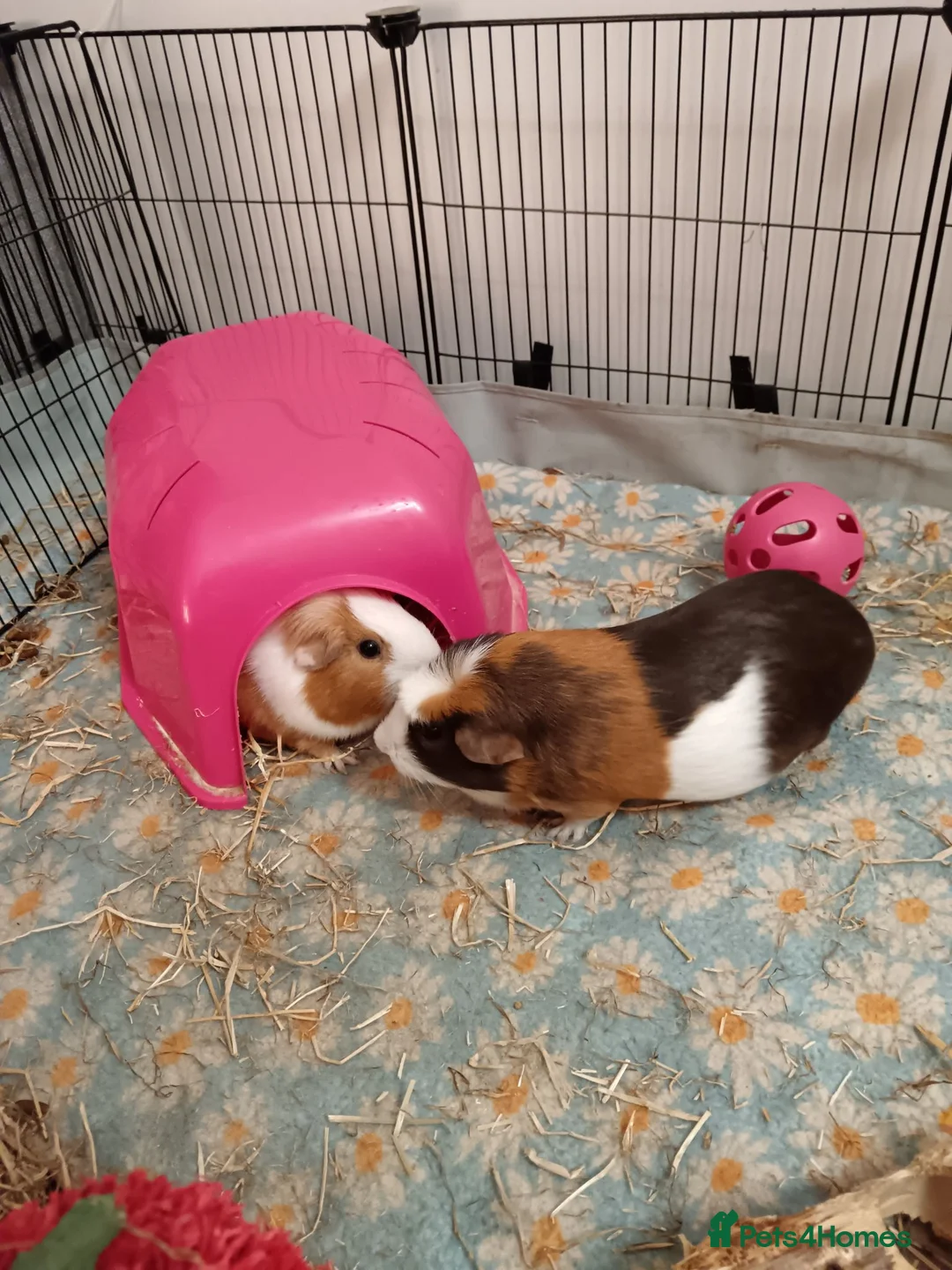 Guinea Pig rodents for sale: Guinea pigs and cage - Advert 4