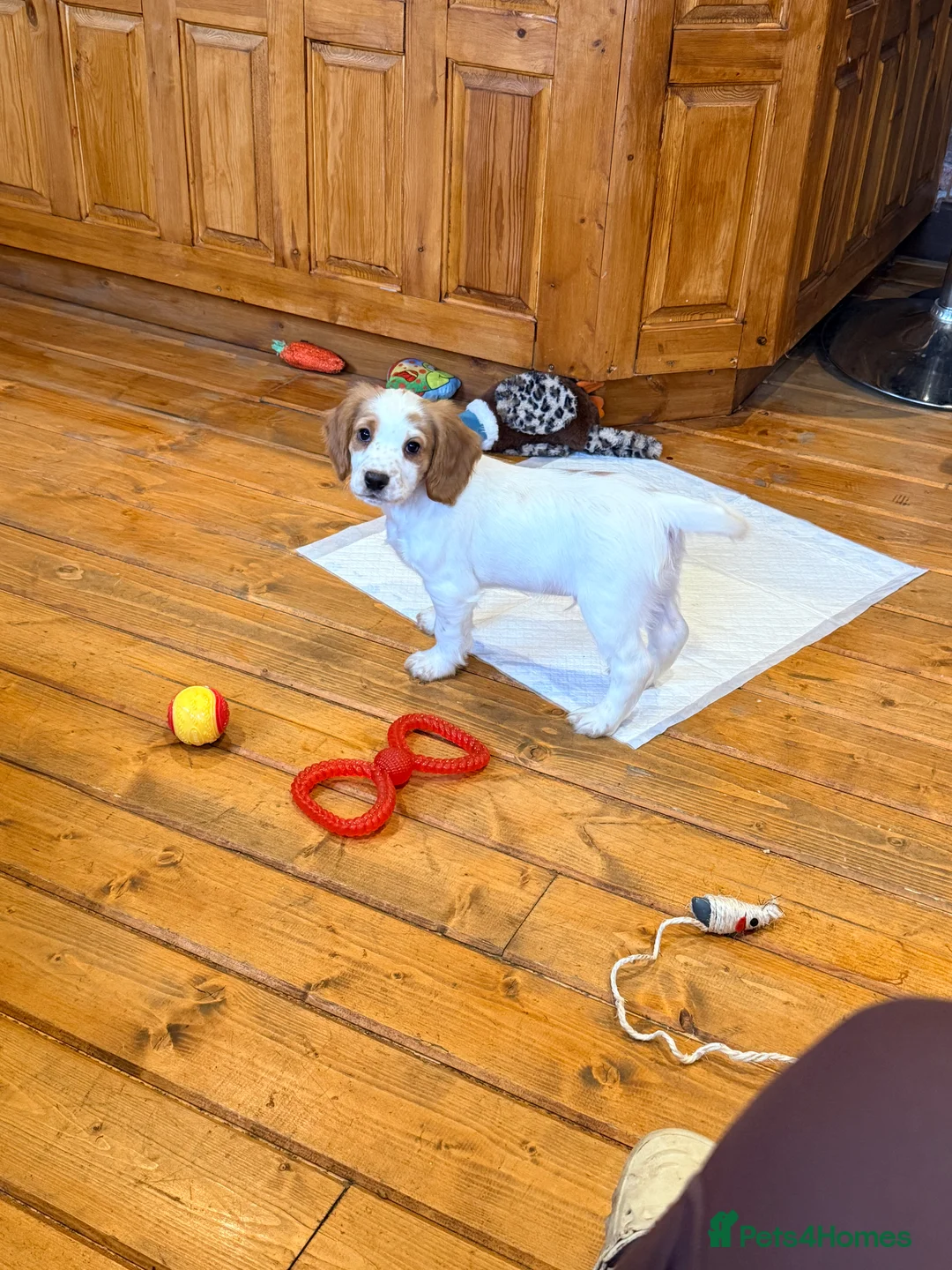 Cocker Spaniel dogs for sale:  cocker spaniels,  all reserved  - Advert 1