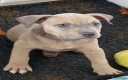 American Bully dogs for sale: Reduced pocket bully’s. Ready to leave! - Image 3
