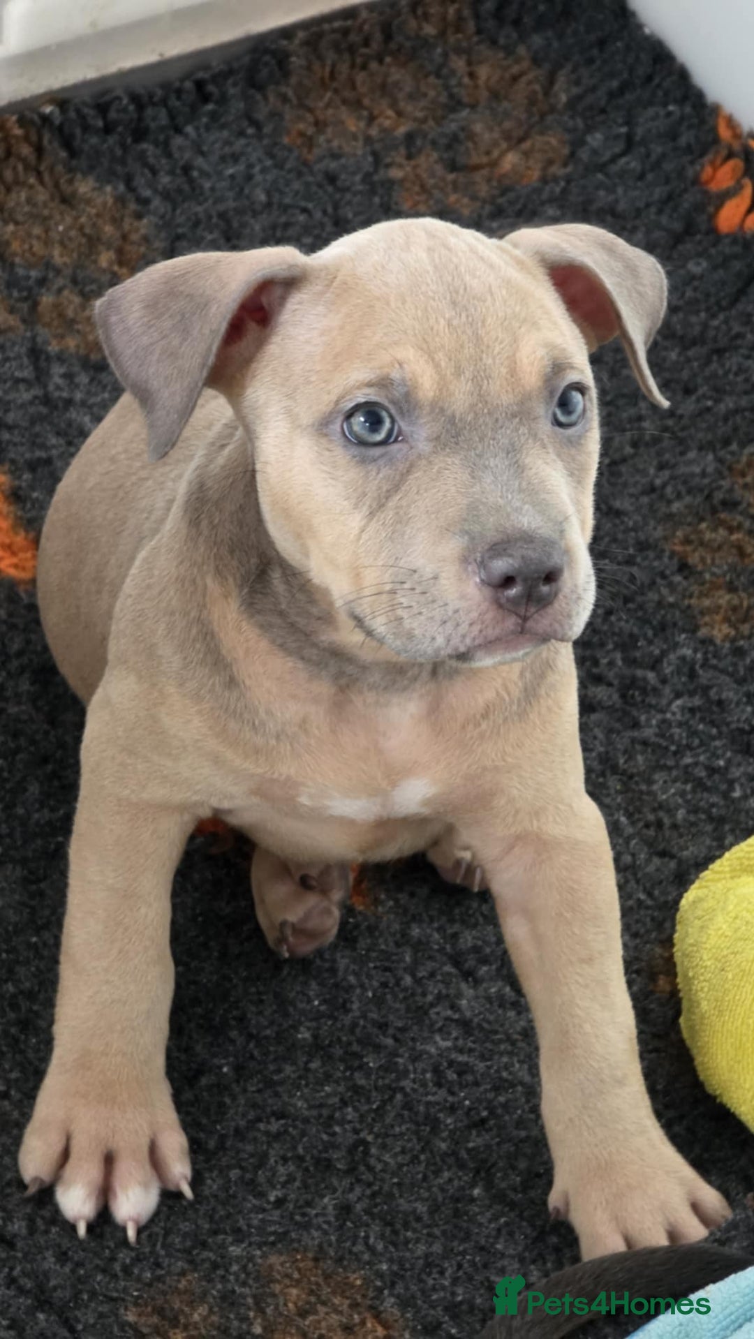 American Bully dogs for sale: Reduced pocket bully’s. Ready to leave! - Image 3